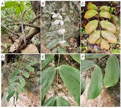 Image result for Zamiaceae