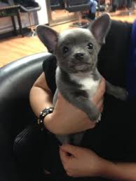 Links going to dogs mixed with the pomeranian with dog information and pictures. This Is The Cutest Dog I Have Ever Seen Besides Zoe I Got To Have This French Bull Dog And Chihuahua Cuddly Animals Baby Animals Cute Dogs