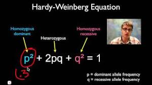 Q = 0.36 or 36% b. Solving Hardy Weinberg Problems Youtube
