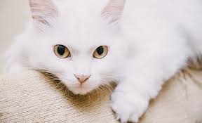The cats are considered to be one of the most favorite pet in any home. White Cat Breeds The Most Popular White Cat Breeds And Their Care