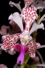 Image result for Vanda