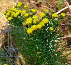 Image result for Phymaspermum