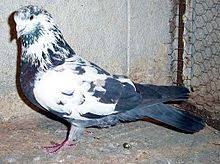 Iranian Highflying Tumbler Tumbler Pigeons Pigeon Breeds Pigeon