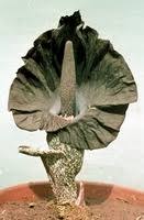 Image result for Amorphophallus abyssinicus