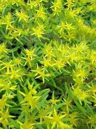 See more ideas about succulents, plants, planting succulents. Sedum Lineare Needle Stonecrop World Of Succulents Sedum Moss Plant Succulents
