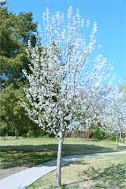 We have tried several varieties that were extremely sensitive to fungal disease, like the popular flemish beauty. Texas Tree Tips June 2011 Neil Sperry S Gardens