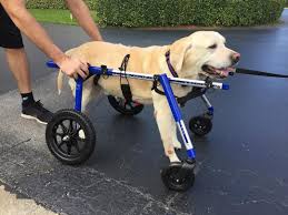 Full Support Large Dog Wheelchairs Walkin Wheels Dog Wheelchair Diy Dog Wheelchair Dog Equipment
