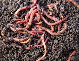 The fact that they eat plants for energy makes them herbivores. Red Wiggler Vs Earthworm Which Worm Is Best For Composting