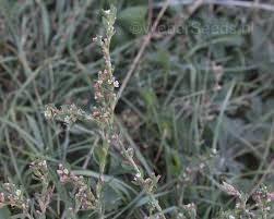 Image result for Polygonum aviculare