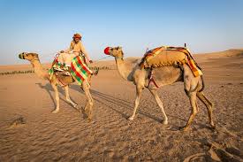 Camels For Sale – Summer Land Camels