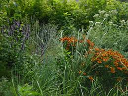 Quality groundcover plants, free delivery, wholesale, full flats only. Lessons Learned On A Native Plant Journey Ecological Landscape Alliance