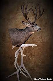 Mule deer mounts email for images of actual mount you would like we offer the largest selection in taxidermy and wildlife mounts online! Risovi Taxidermy Studio Montana Mule Deer Pedestal Mount Facebook