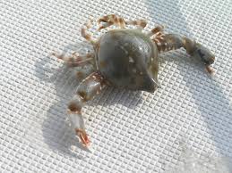 Image result for Leucas calamostachys