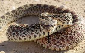 Bull Snake Pictures Snake Bull Colorful Snakes