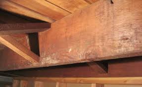It often appears in clusters, dotting its environment. Removing Mold In Basement Steps Diy Vs Hiring A Pro