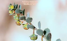 Image result for Andrachne