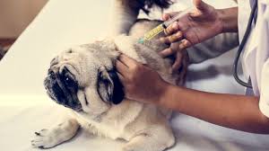 Dog Vaccinations The Shots Your Puppy Really Needs