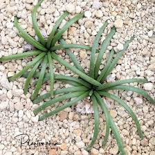 Image result for Gethyllis