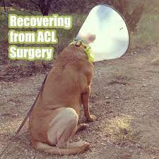 Recovering From Acl Surgery Pethealthawareness Acl Surgery Cruciate Ligament In Dogs Knee Surgery Recovery