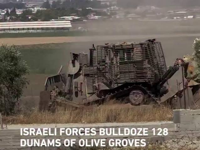 Cisgiordania, bulldozer israeliani sradicano decine di ulivi