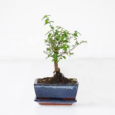 Almost gone you pick lot of 3 live 75 + day old super hot pepper plants see the list. Sweet Plum Bonsai Sageretia Theezans Uk
