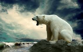 But that doesn't mean that there isn't a lot of diversity and interesting life to discover! Wallpaper Animals Sea Nature Waves Polar Bears Arctic Ocean Mammal 2880x1800 Px Vertebrate Polar Bear 2880x1800 Wallup 728806 Hd Wallpapers Wallhere