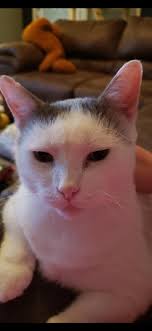 Santa the cat finds a new home for healing and recovery