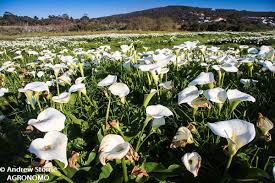 Image result for Eragrostis aethiopica