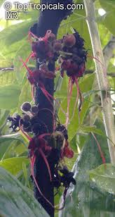 Image result for Hunteria myriantha