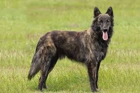Please check our upcoming litter page for information on when our next dutch shepherd litters are due. At What Age Is A Dutch Shepherd Full Grown A Puppyhood To Adulthood Guide Anything German Shepherd