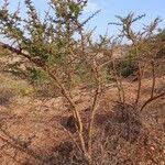 Image result for Acacia hockii