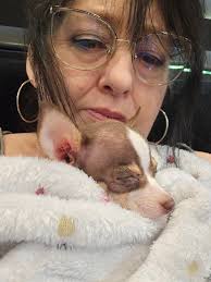 Rat Terrier Throw Blanket