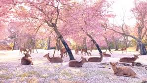 Alamat taman sakura adalah di jalan keputih tegal timur no. Rusa Takluk Taman Nara Kyota Sakan Santai Bawah Pohon Sakura Tanpa Kehadiran Pelancong Libur