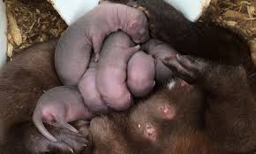 A Year On A Mink Farm Part 2 Whelping And Weaning