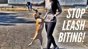 Step 3) repeat this process every time your dog pulls. How Do I Get My Dog To Stop Biting The Leash Youtube