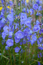 Campanula Persicifolia Blue Bloomers Bellflower Plants Bloomers