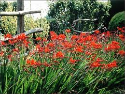 Crocosmia blooms are produced on slender stems of 2 feet (0.5 m.) or more in length. Ask Marianne Crocosmia Spreads Like The Devil But Is Heavenly To Divide