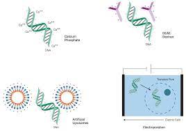 Maybe you would like to learn more about one of these? Transfection Guide Overview Of Transfection Methods Promega