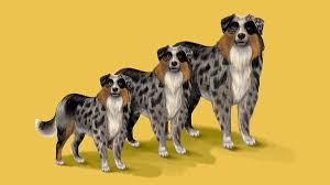 Uptown puppies is on a mission to make it easy for families like yours to wade through all of the disreputable breeders on the web and cut straight to the chase—honest people selling amazing dogs. Frenchies Labradoodles And The Dilemma Of The Designer Dog Vox