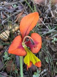 Image result for Gladiolus magnificus