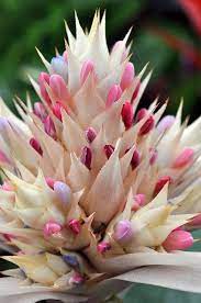 Mizpah (n.) the deep emotional bond between people, especially those separated by distance or death Pin On Mysterious Unusual Flowers And Plants