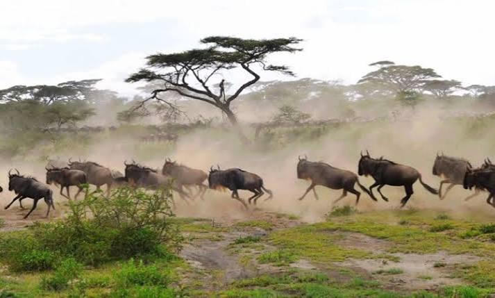 Open African wilderness landscape for a safari journey