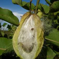 Image result for Xerophyta equisetoides