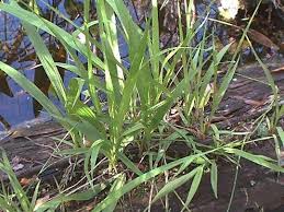 Image result for Triraphis purpurea