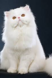 Hd wallpapers and background images. Cute Animals Popular Cat Breeds Persian Cat Cat Furry