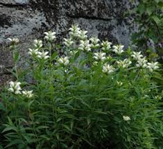 Image result for Blotiella glabra