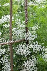Ammi Majus Bishops Flower Plants White Flowers Planting Flowers