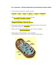 Mitochondria is also known as power house of the cell because it uses glucose and under goes glycolysis which produces. Plants