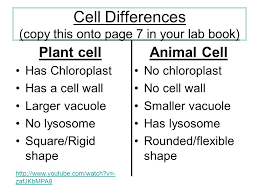 Plant and animal cells are both eukaryotic cells, so they have several features in common, such as the presence of a cell membrane, and cell organelles, like the nucleus, mitochondria and. Please Copy The Schedule Into Your Planner Monday Cell Drawings Tuesday Morphed Cell Project Wednesday Single Celled Organisms Thursday Living Ppt Download
