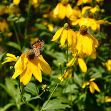 Image result for Rudbeckia laciniata